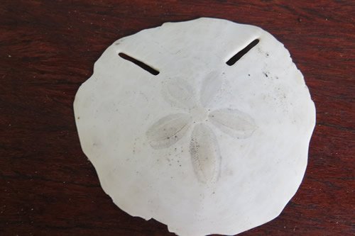 Pansey Shell